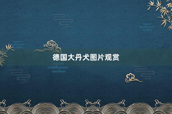 德国大丹犬图片观赏