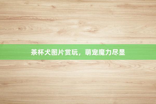 茶杯犬图片赏玩，萌宠魔力尽显
